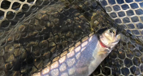 イワナの釣果