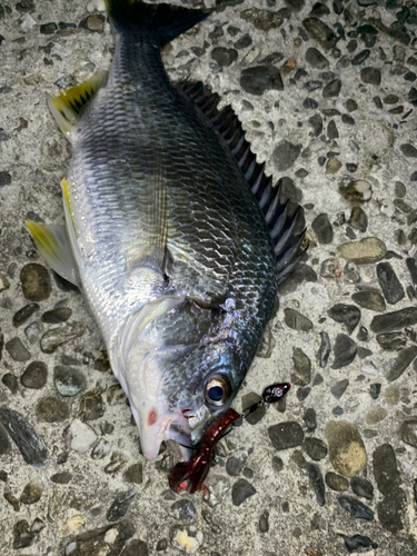 キビレの釣果