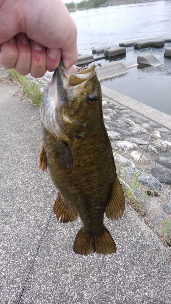 スモールマウスバス