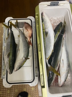 ワラサの釣果