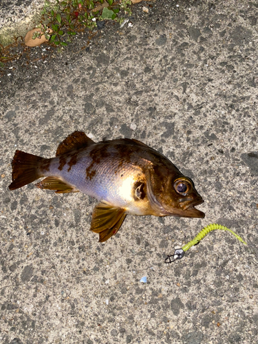 メバルの釣果