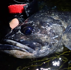 クロソイの釣果