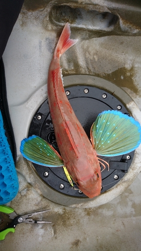 ホウボウの釣果