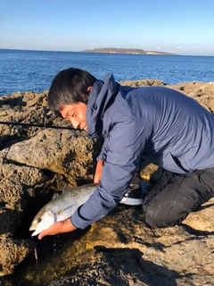 カンパチの釣果