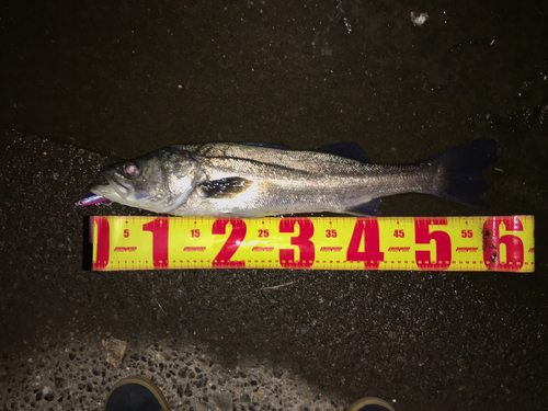 シーバスの釣果