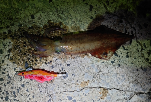 ケンサキイカの釣果