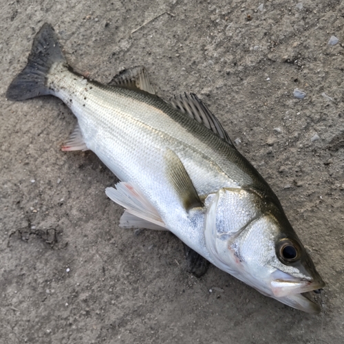 セイゴ（マルスズキ）の釣果