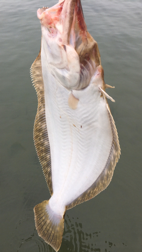 ヒラメの釣果