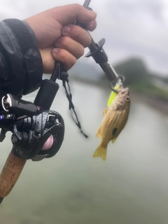 クロホシフエダイの釣果