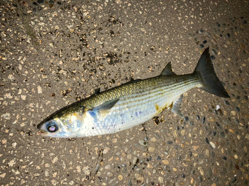 ボラの釣果