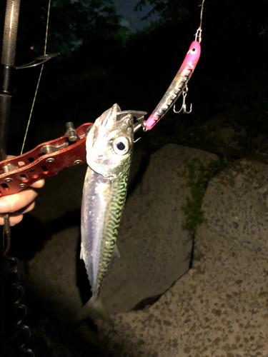 サバの釣果