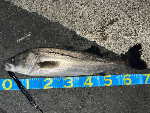 シーバスの釣果