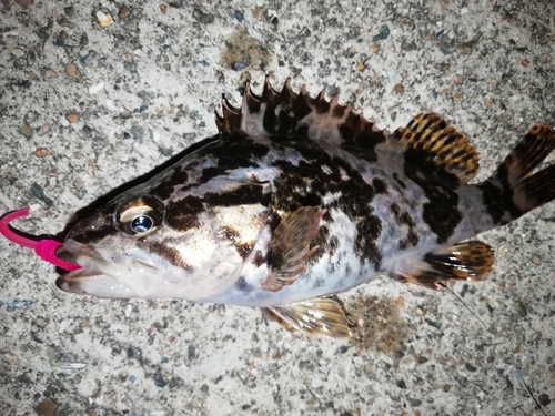 タケノコメバルの釣果