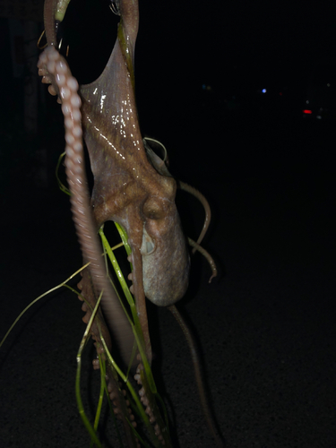 タコの釣果