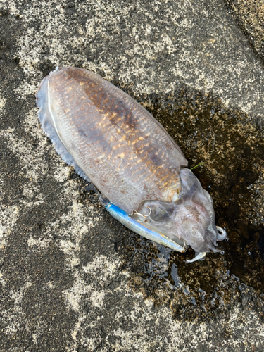 コウイカの釣果