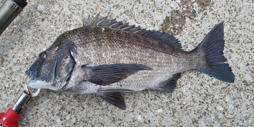 クロダイの釣果