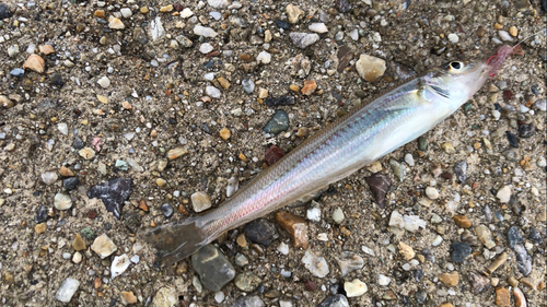 シロギスの釣果