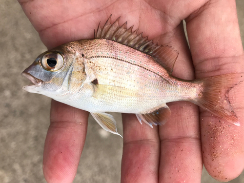 タイの釣果