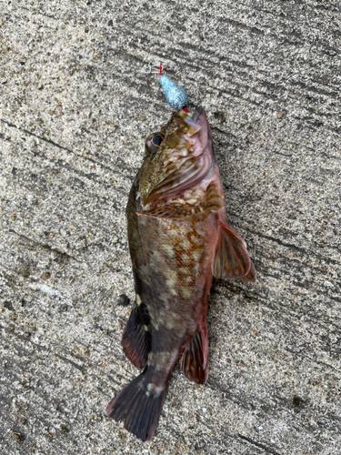 アラカブの釣果