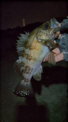 クロメバルの釣果