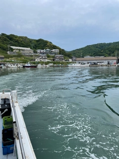 ケンサキイカの釣果