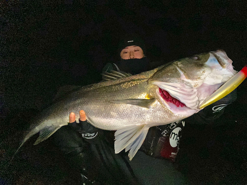 スズキの釣果