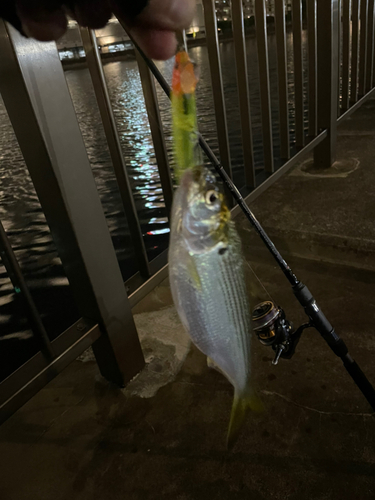 コノシロの釣果