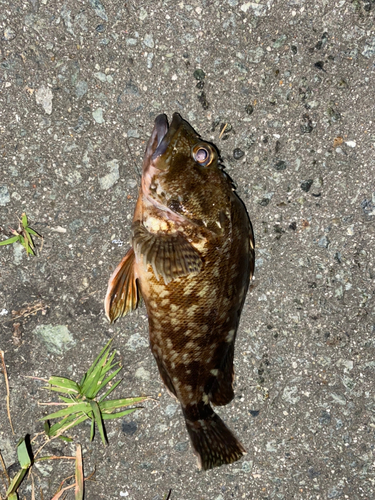 アラカブの釣果