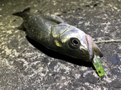 シーバスの釣果