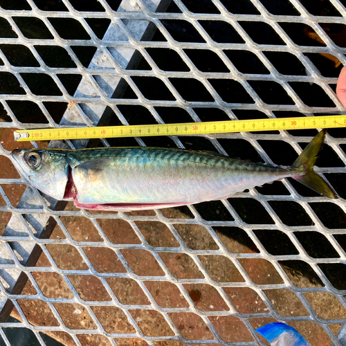 マサバの釣果