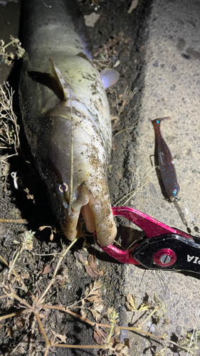 ナマズの釣果