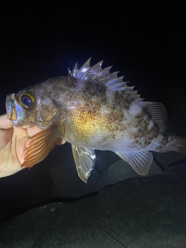 アカメバルの釣果