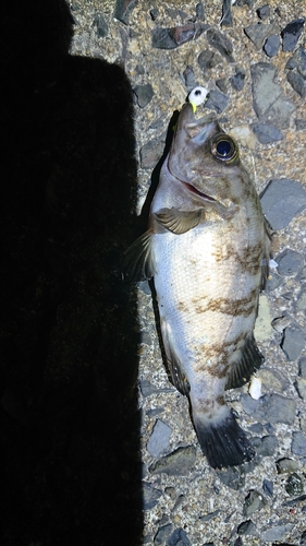 アカメバルの釣果