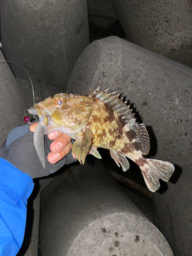 カサゴの釣果