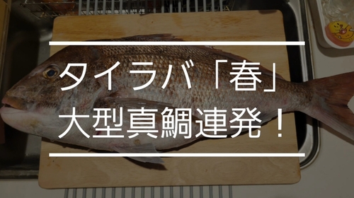 マダイの釣果