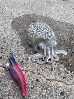 シリヤケイカの釣果