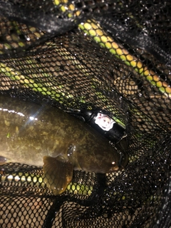 ナマズの釣果