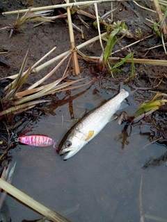 イワナの釣果