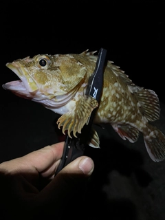 シロメバルの釣果