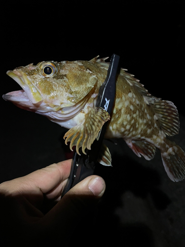 シロメバルの釣果