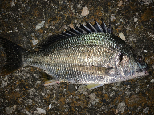 キビレの釣果