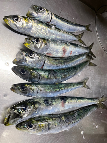 イワシの釣果