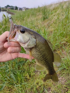 ラージマウスバスの釣果