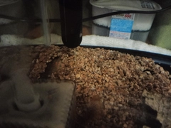 キュウセンの釣果