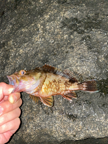 カサゴの釣果