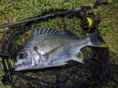 キビレの釣果