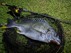 キビレの釣果