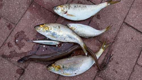 アナゴの釣果