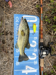 ブラックバスの釣果