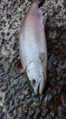 サクラマスの釣果